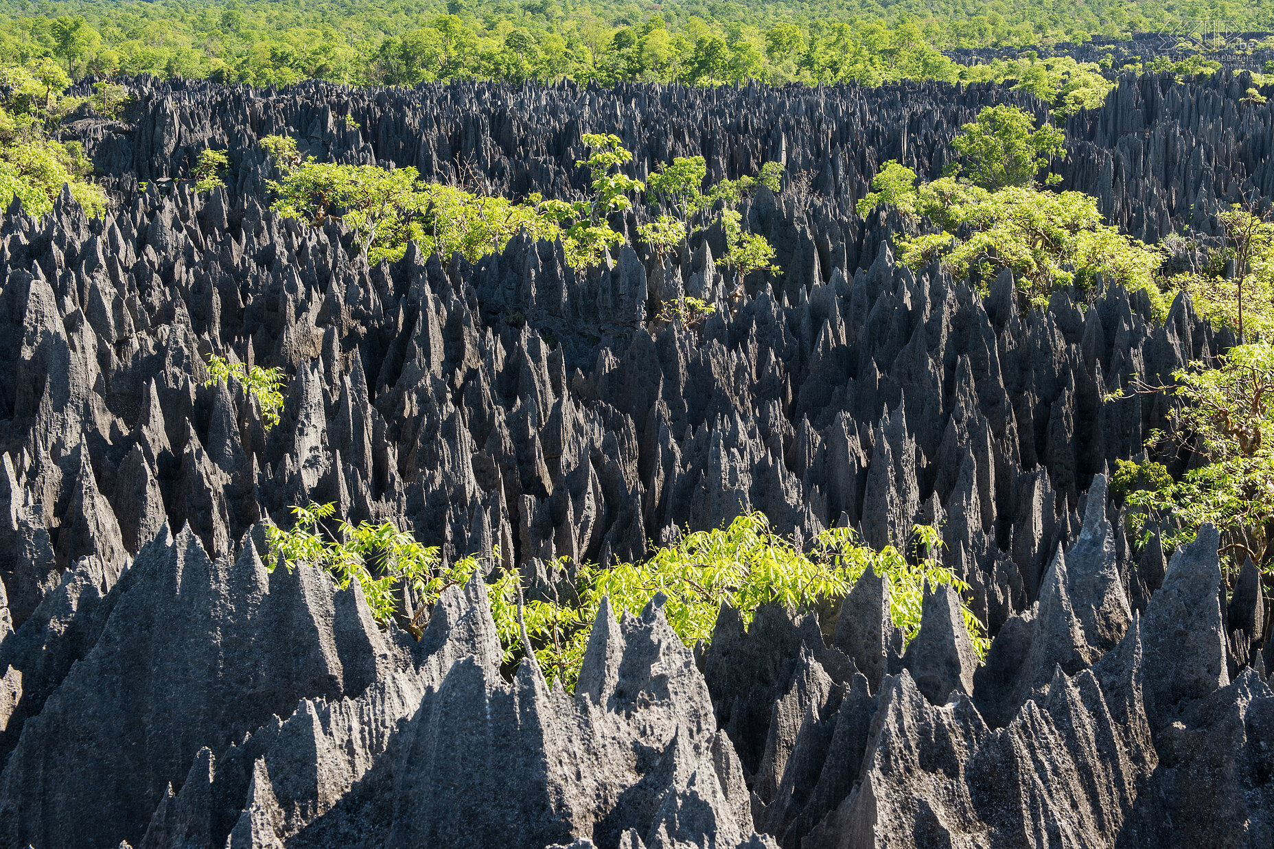 Grote Tsingy - Ranotsara  Het prachtige uitzicht vanaf het Ranotsara uitzichtpunt in de grote Tsingy. Dit hele gebied is beschermd als World Heritage Site door de UNESCO sinds 1990. Stefan Cruysberghs